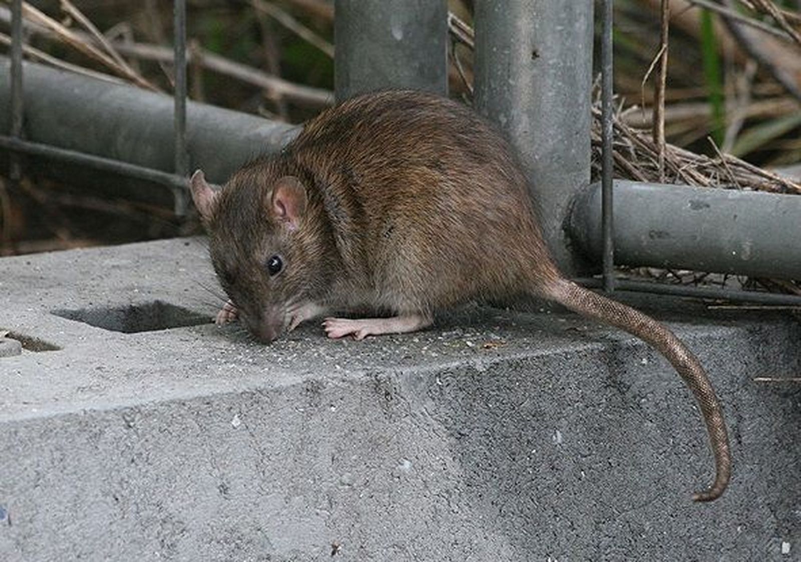 Invasión de ratas gigantes en un parque de Tetuán