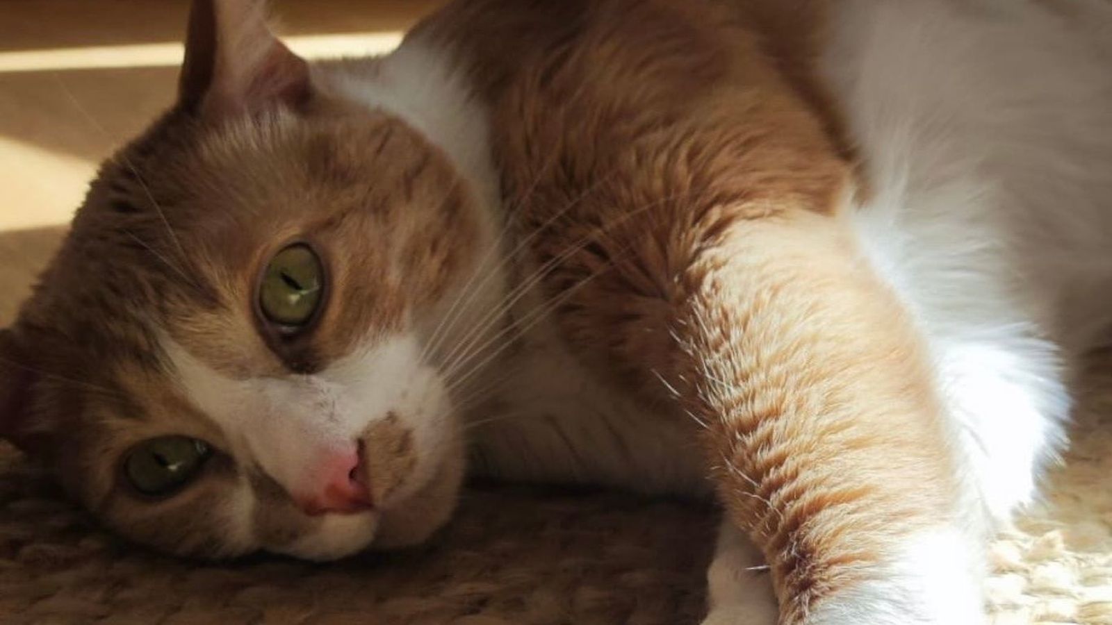 Gato
