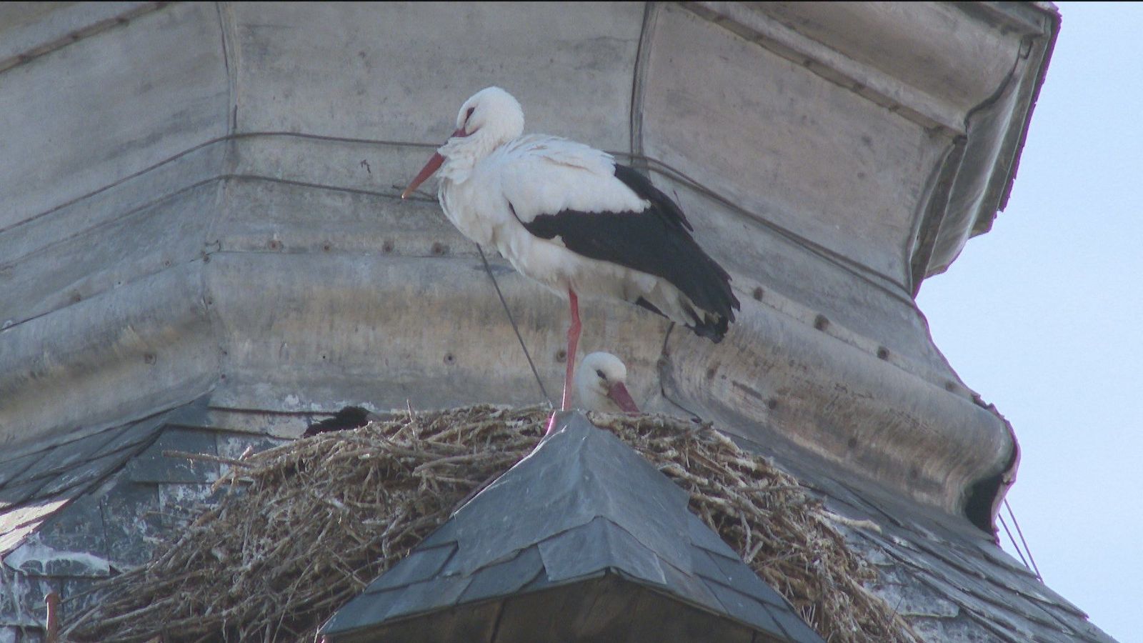 La cigüeña verás por San Blas o cualquier otro día en Alcalá de Henares