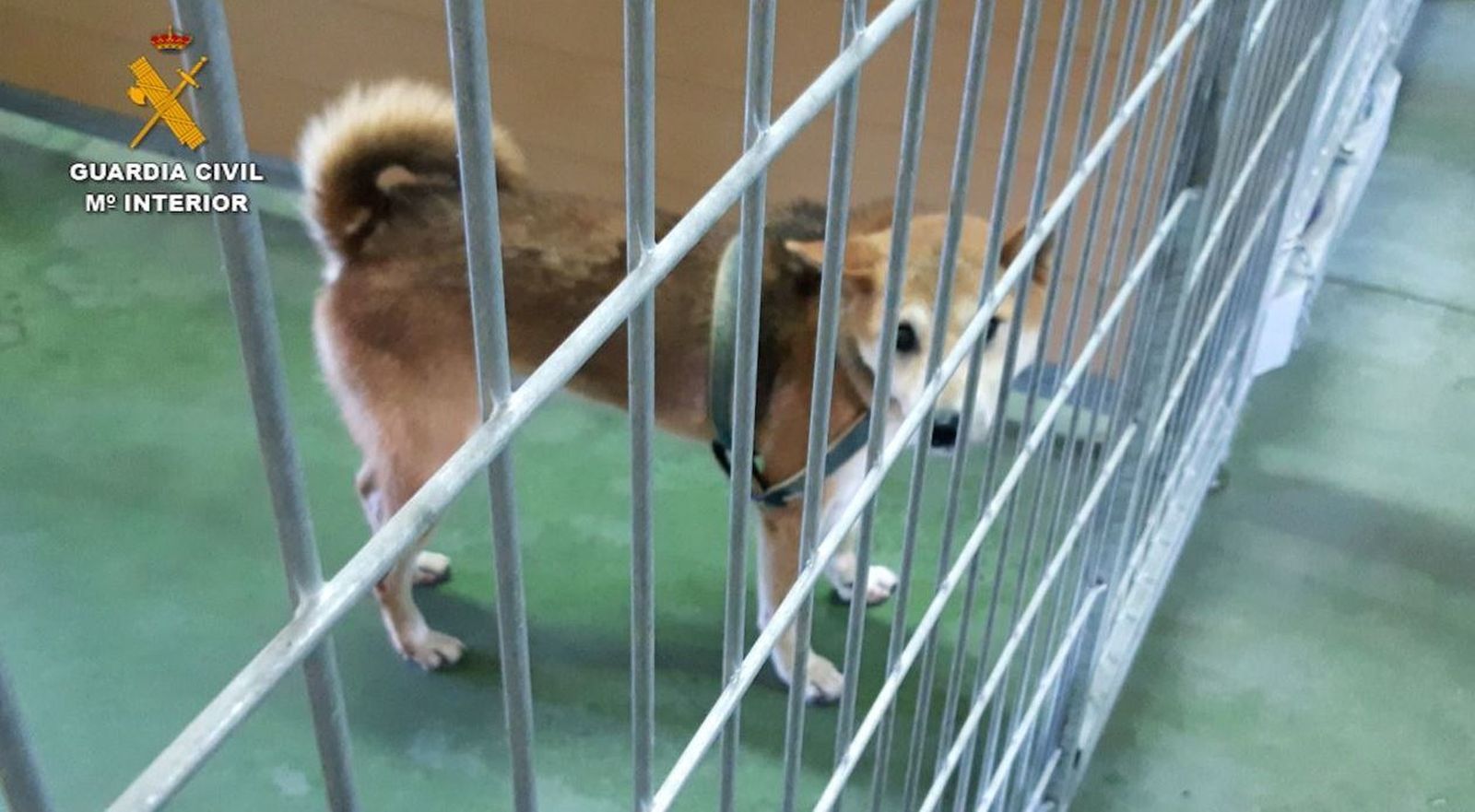 Dos detenidos por matar y maltrato a perros en guardería de El Álamo durante la pandemia