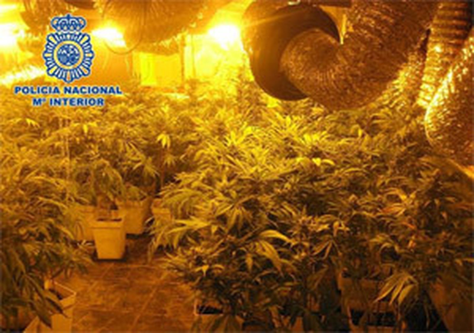 Plantación de marihuana