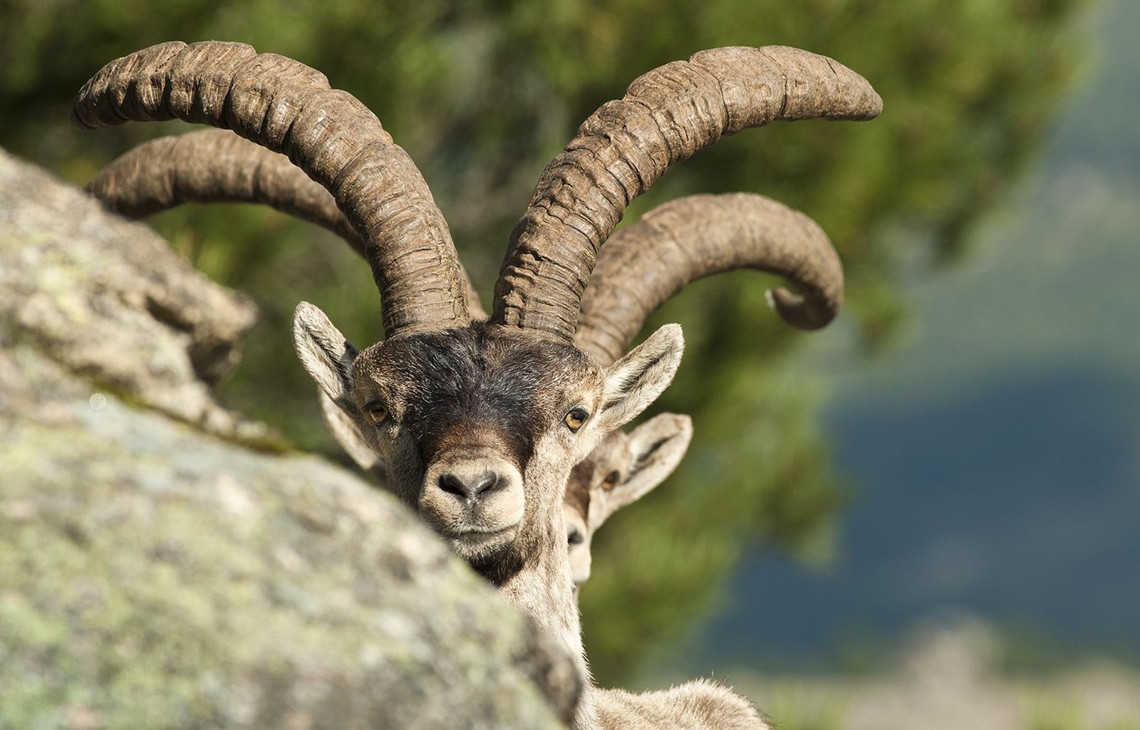 Ejemplares de cabra montés en la Sierra de Guadarrama