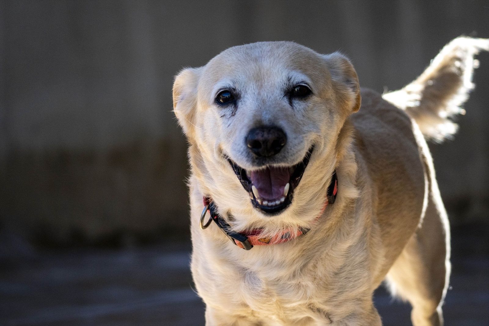 Perro abandonado