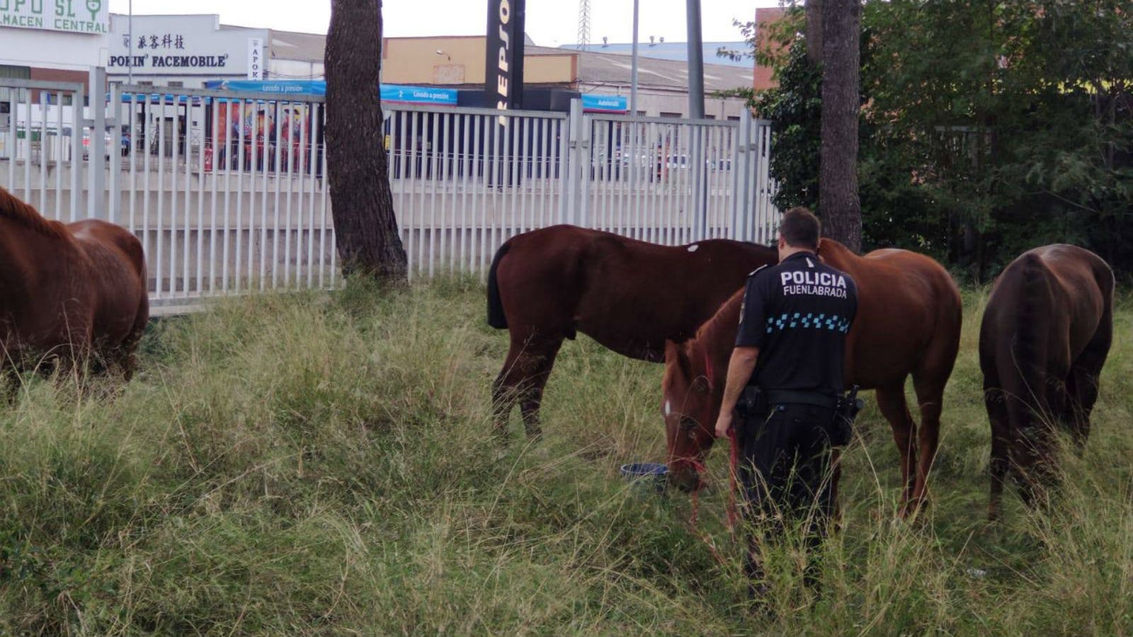 Caballos sueltos por la carretera M-506
