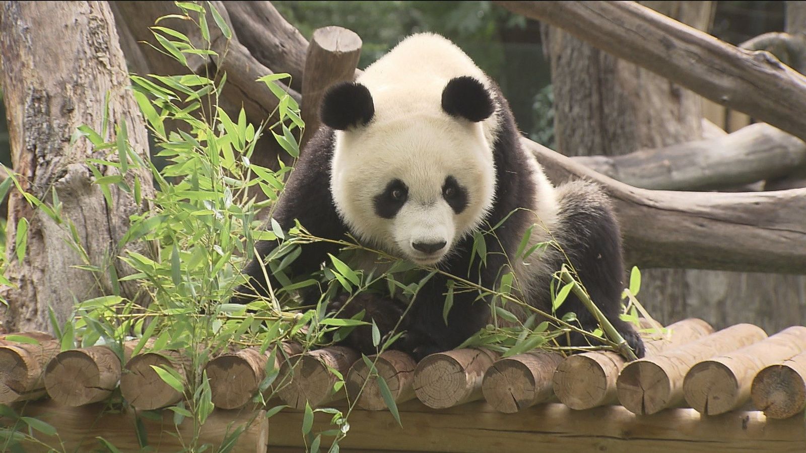 Zoo Aquarium de Madrid celebra el cumpleaños de Chulina