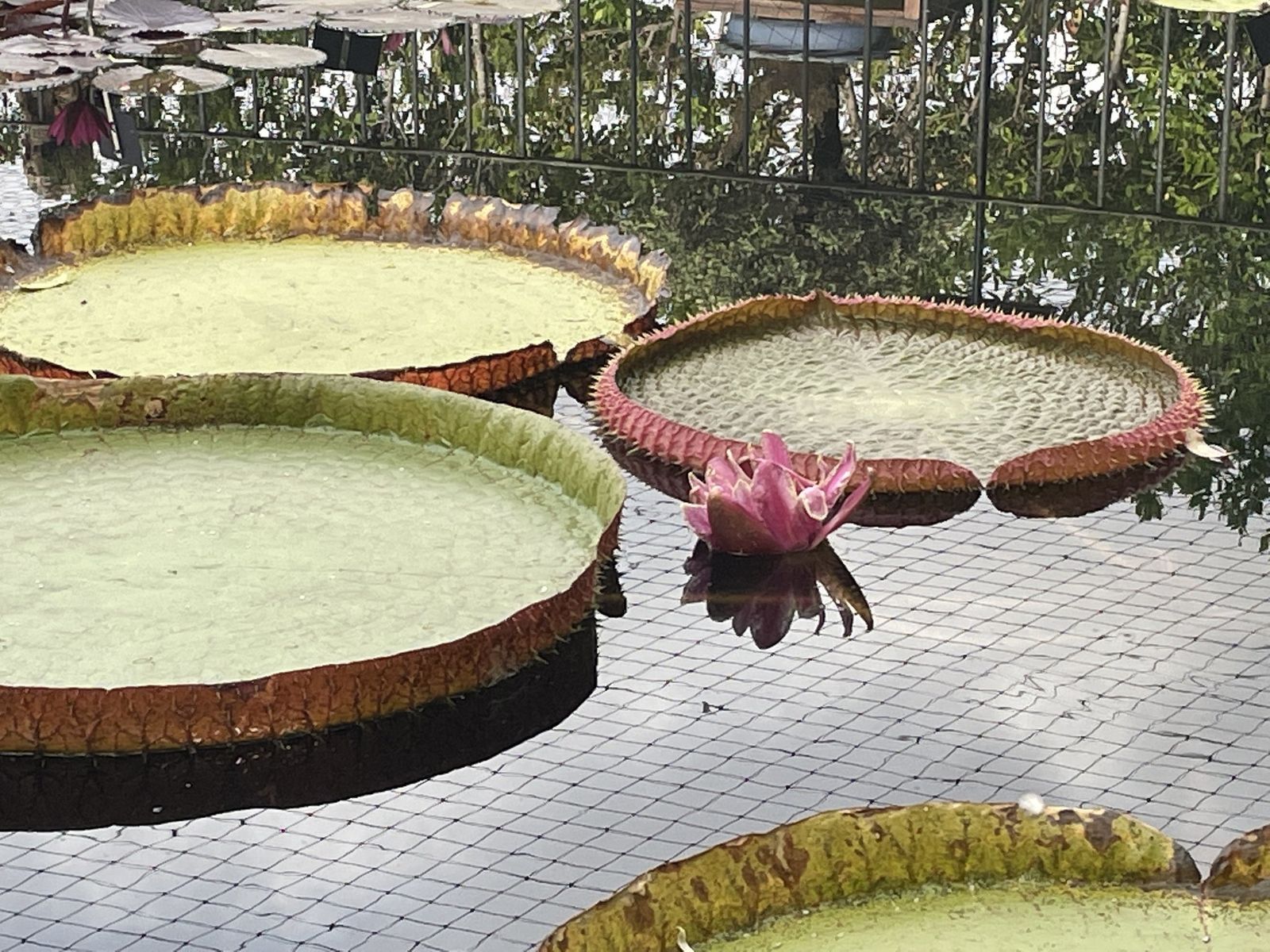 El nenúfar en su floración rosa