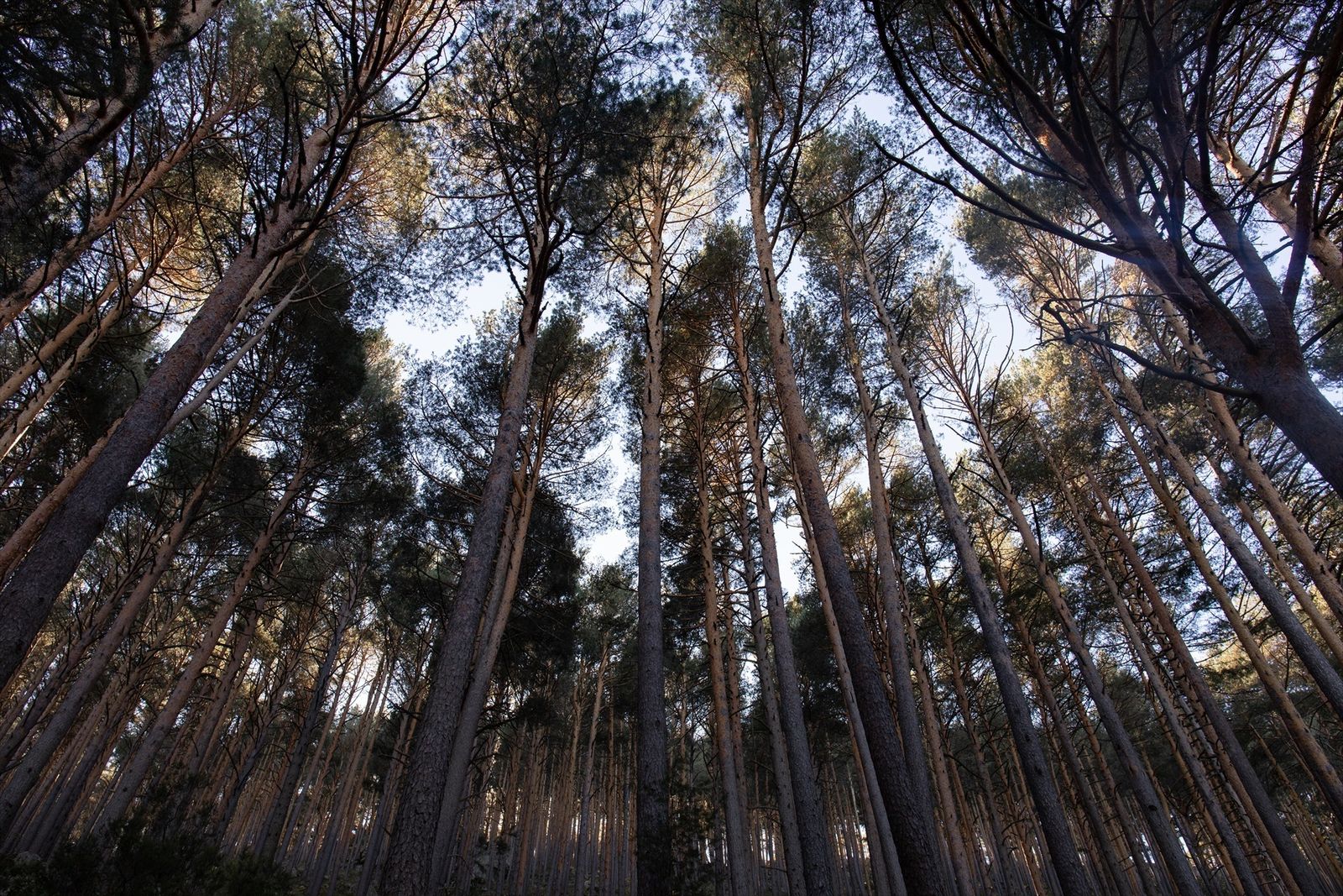 Abedular de Canencia, una rareza botánica de la Sierra Norte de Madrid