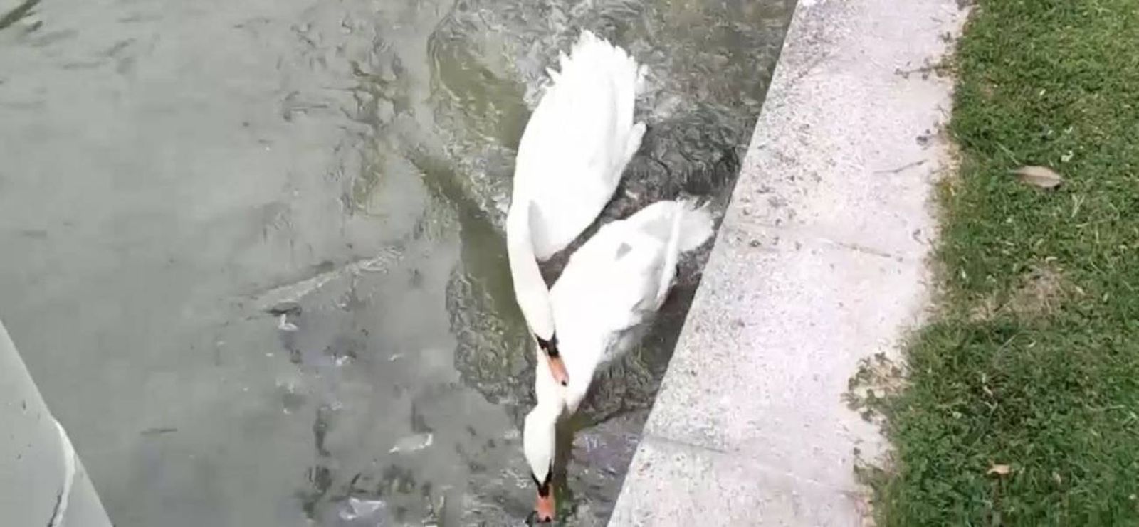 El "cisne agresivo" de Tres Cantos