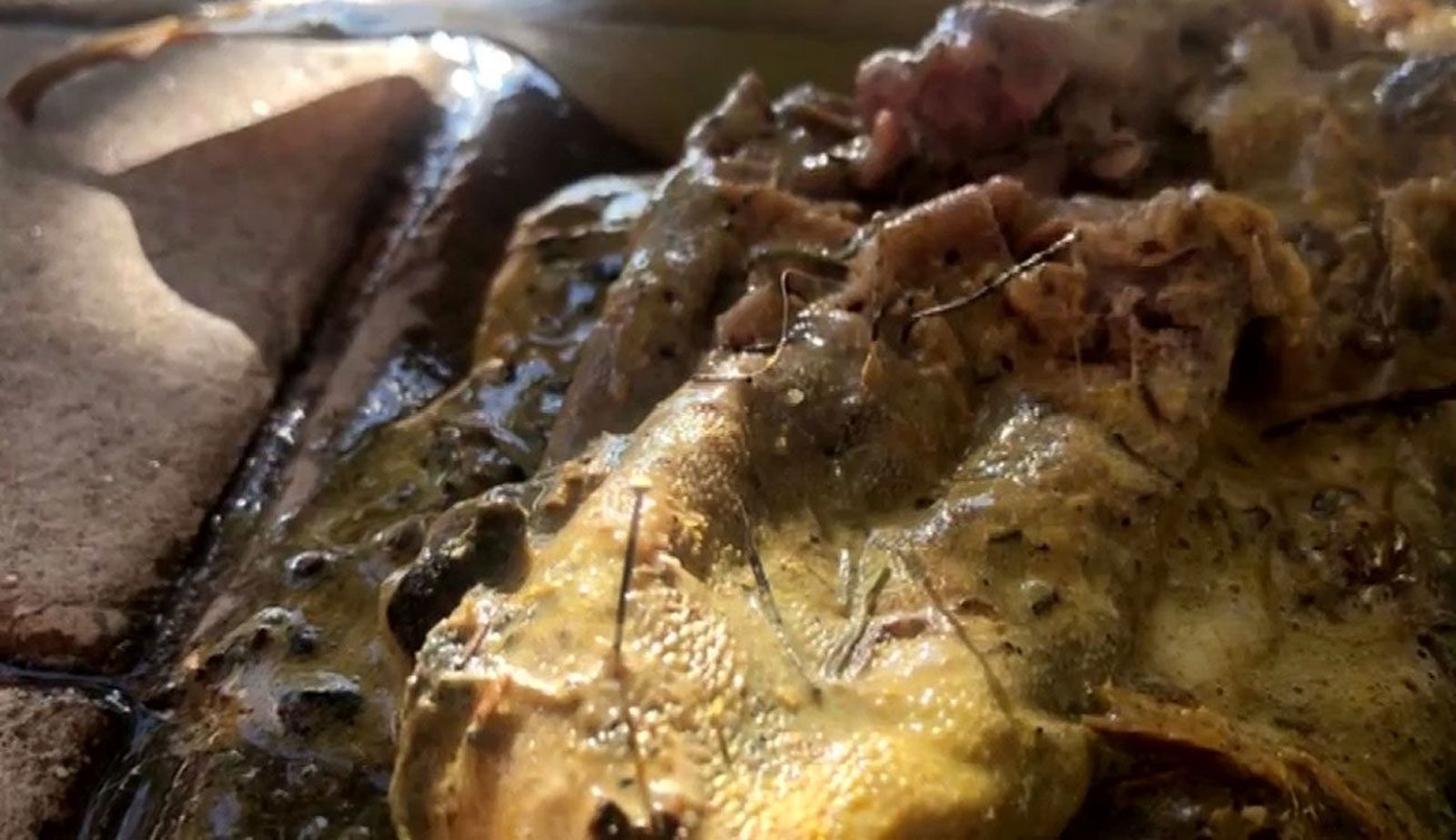 Un perro a punto de morir al comer carne con clavos en un descampado de Usera
