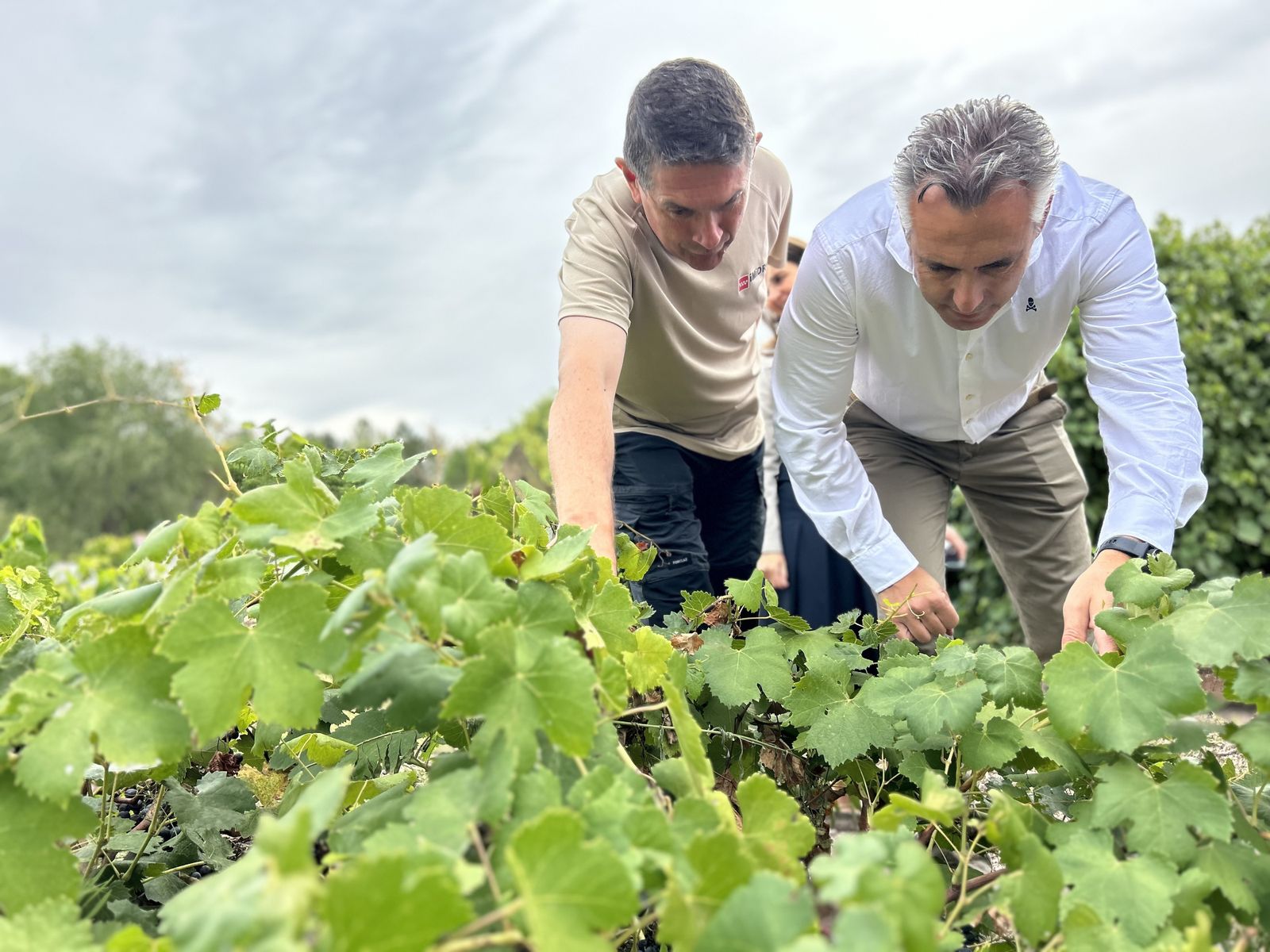 El consejero madrileño Carlos Novillo entre las vides de El Encín, en el IMIDRA de Alcalá de Henares