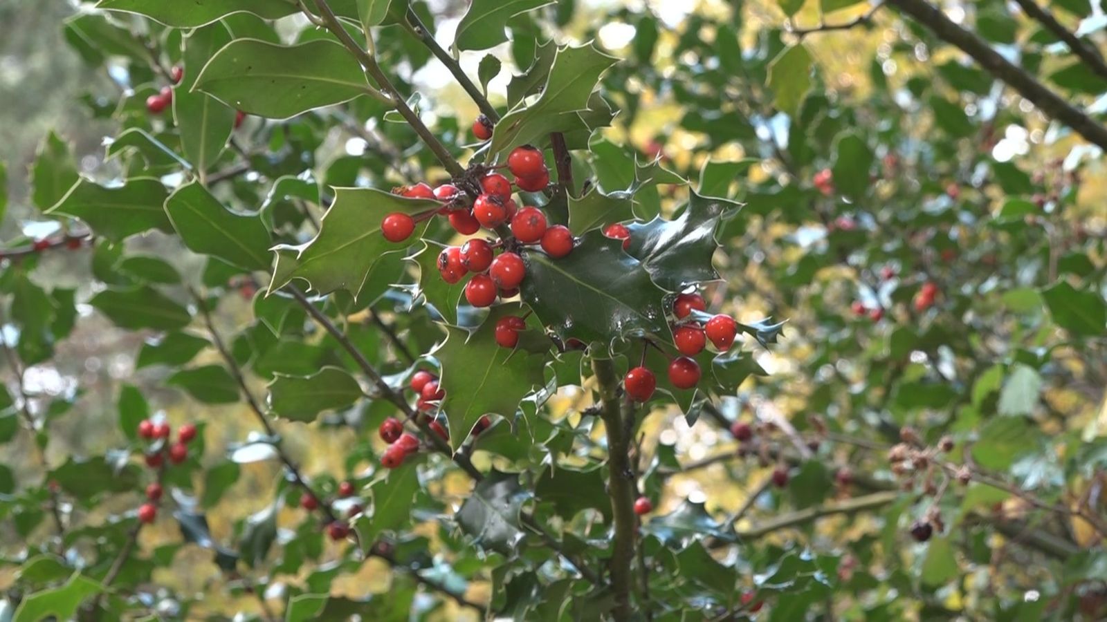 Esto es lo que no debemos coger del campo para decorar nuestra casa por Navidad