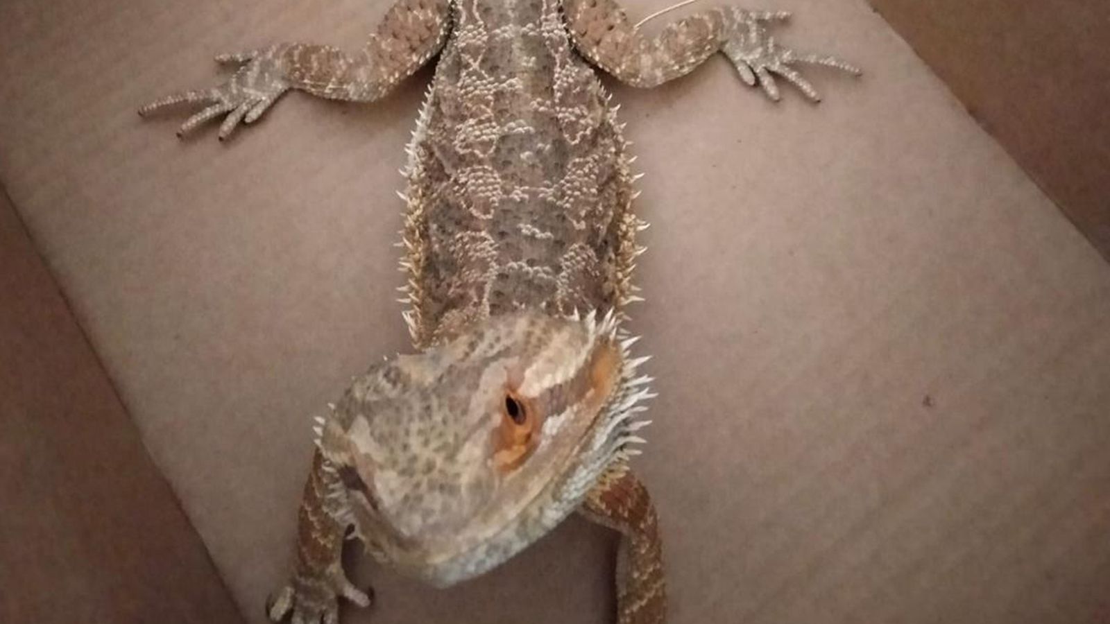 Recuperado en la Casa de Campo un ejemplar de  dragón barbudo