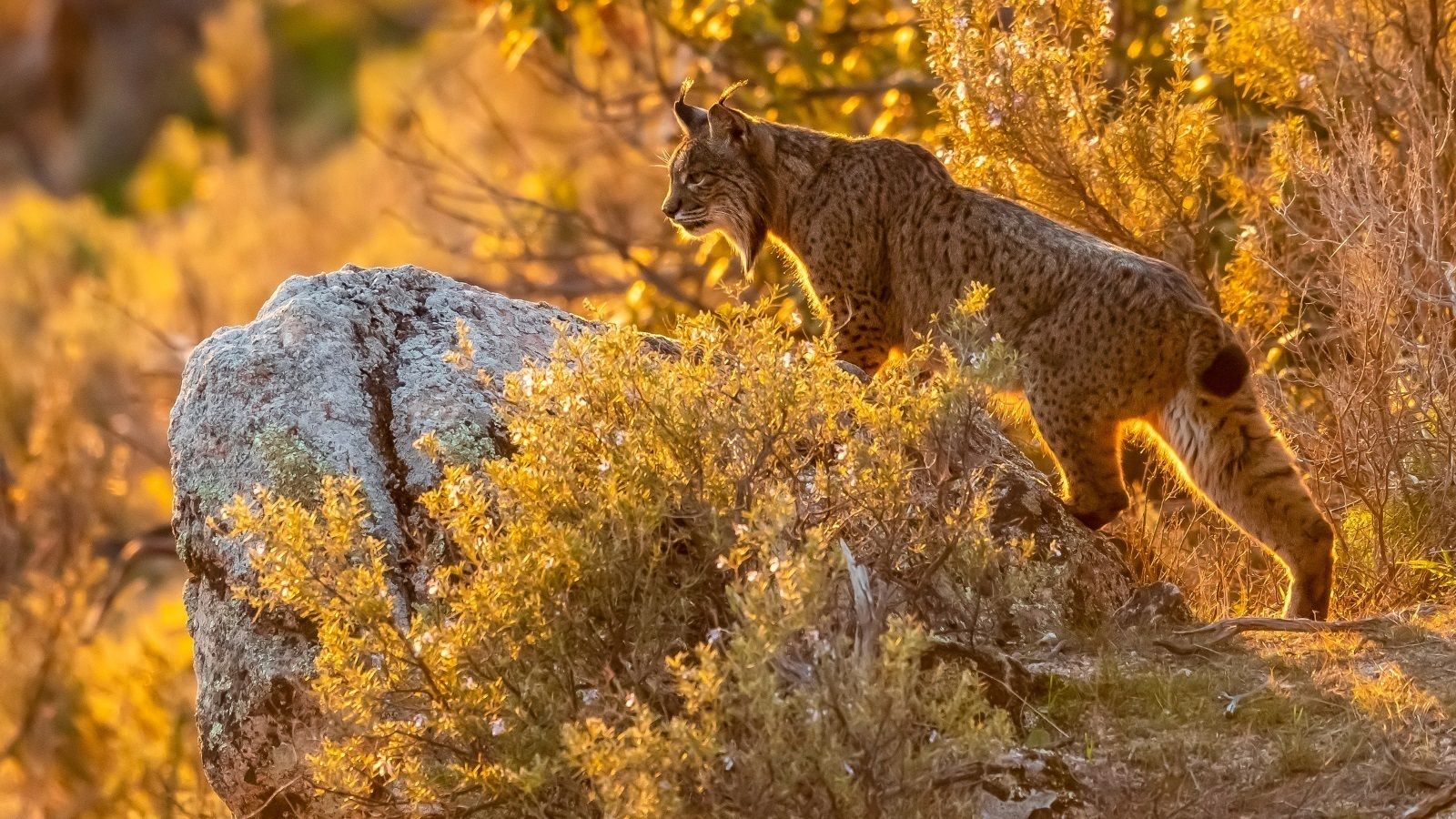 Lince ibérico