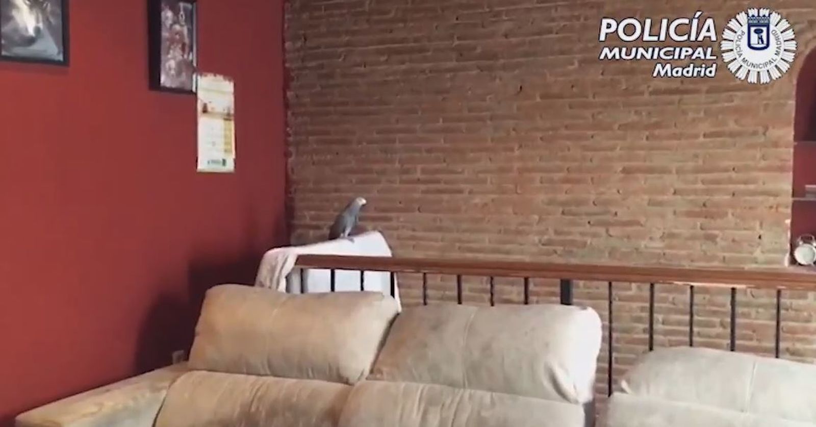 Rescatan de un piso de Usera un total de 40 aves