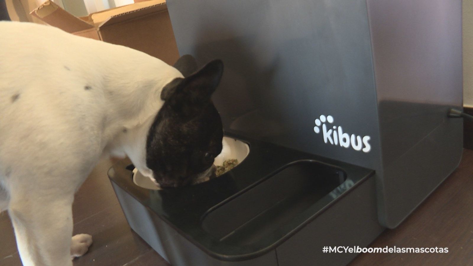 Un robot de comida casera para perros