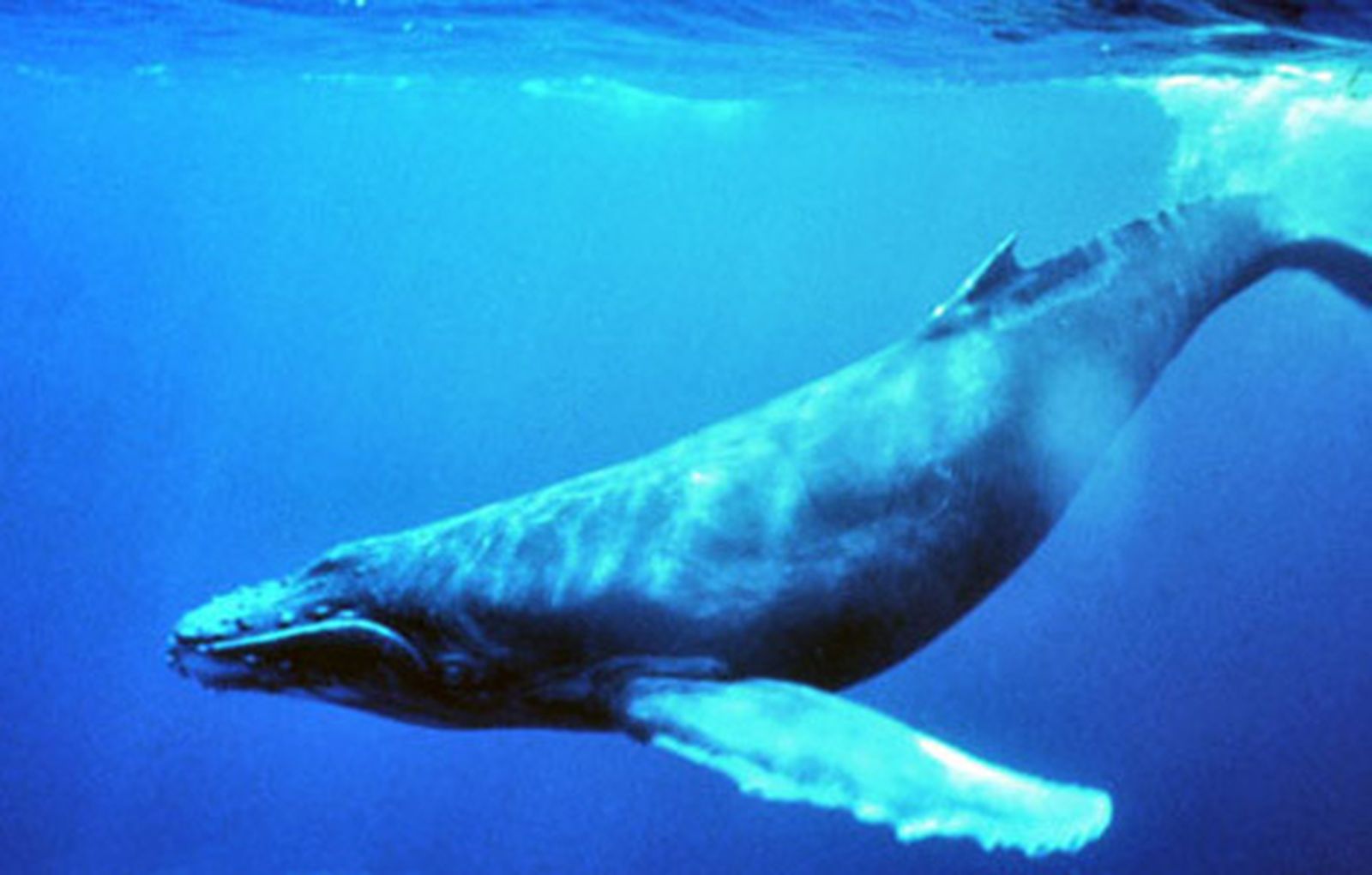 BALLENAAZUL470