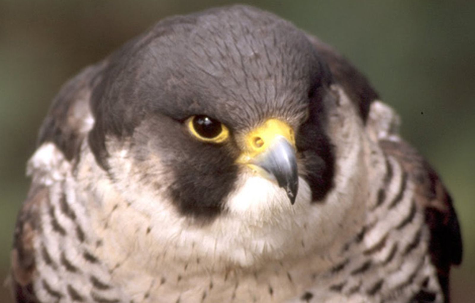 peregrino_halconmadrid