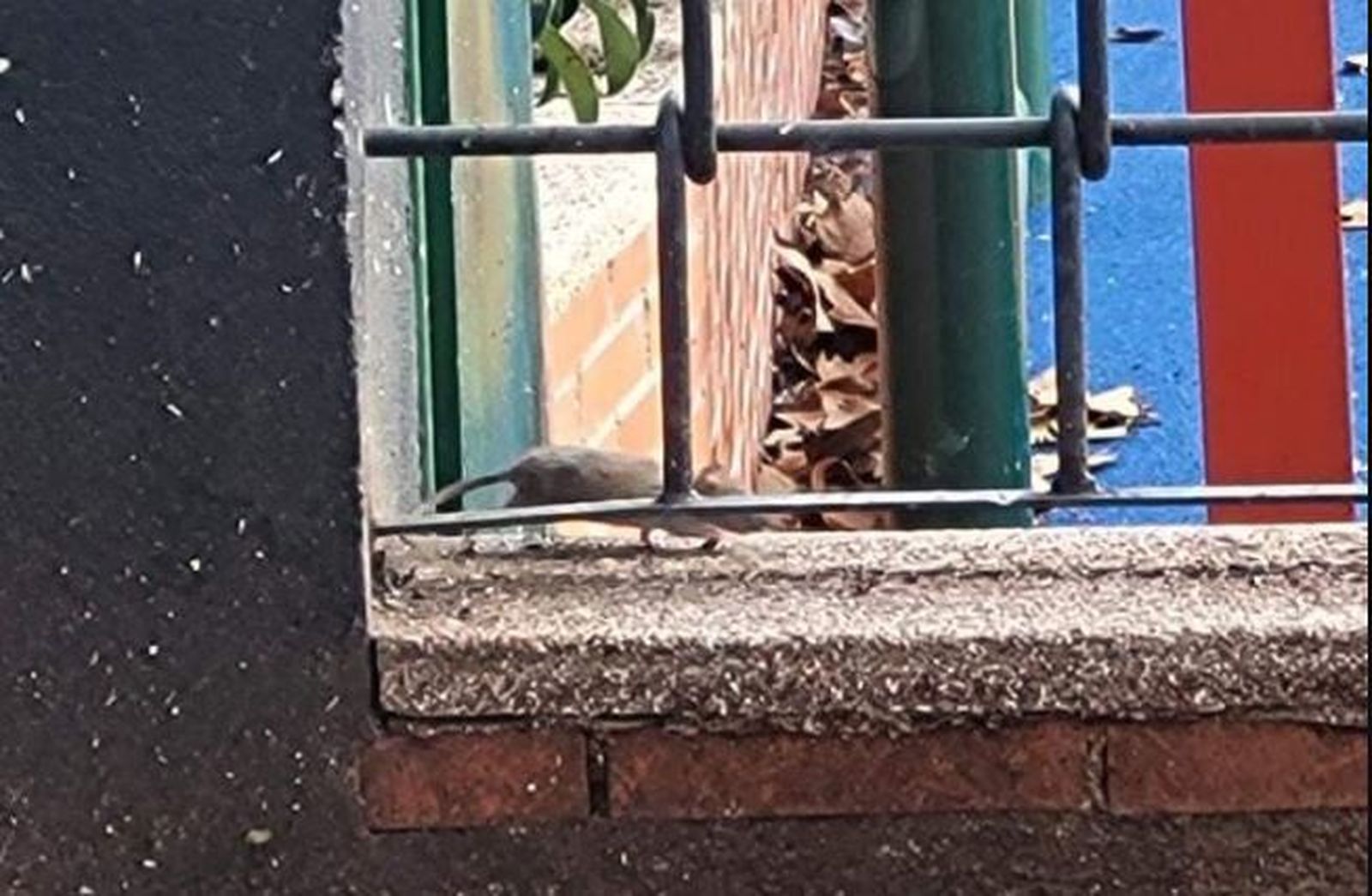 Rata en un parque infantil de Getafe