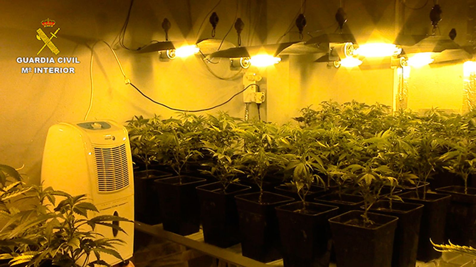 Cultivo Marihuana