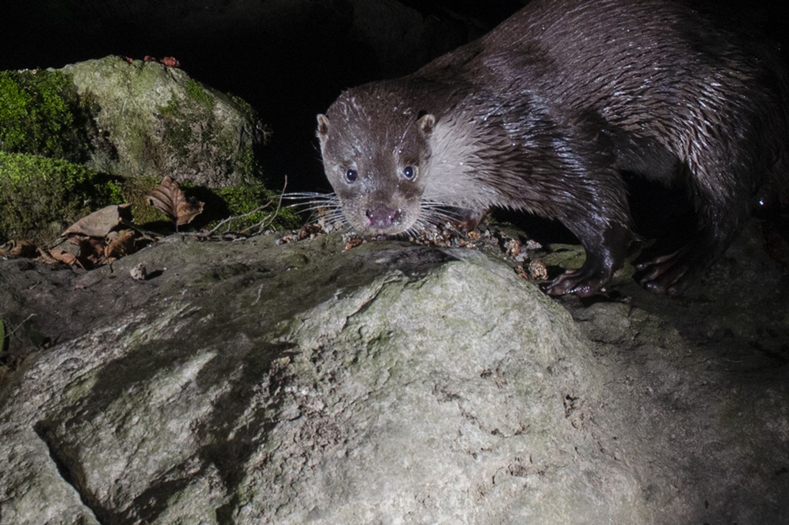 Ejemplar de nutria europea (Lutra lutra)