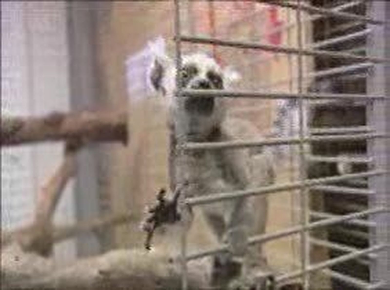 Un lémur se salva de la caída en Faunia