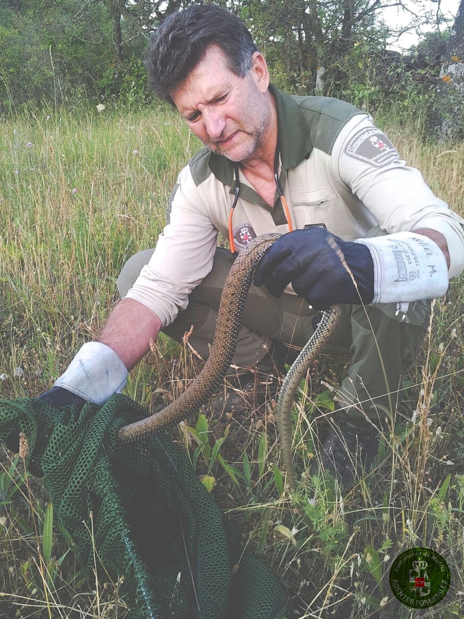 Un agente forestal introduce una culebra bastarda en una bolsa