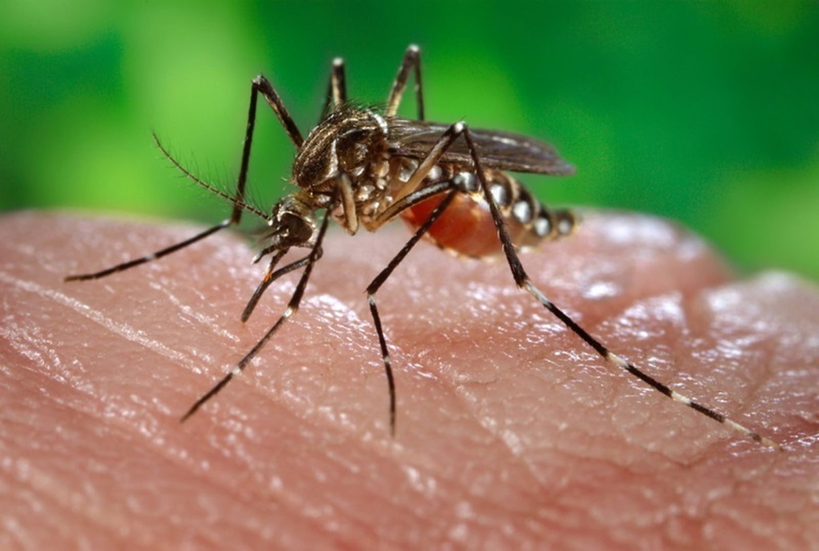 Mosquito de la fiebre amarilla