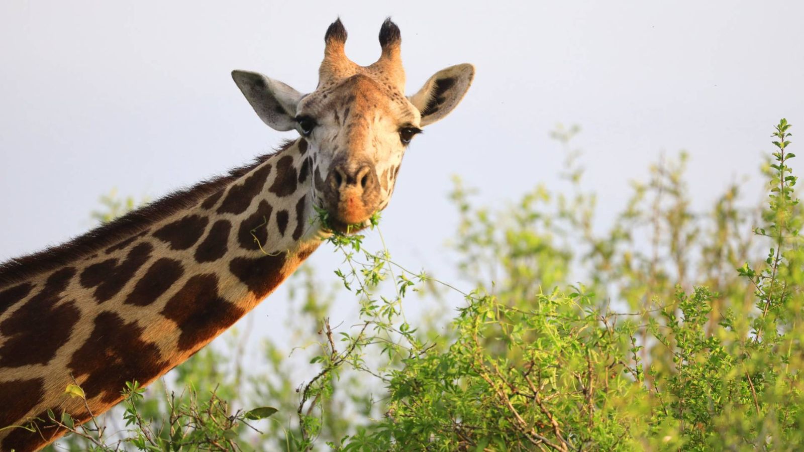 Imagen de una jirafa en Kenia