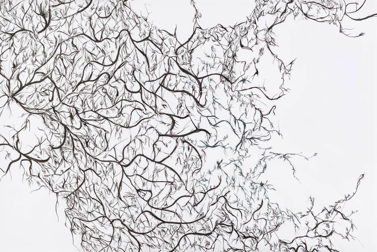 'Percepciones', tinta china negra y azul sobre papel