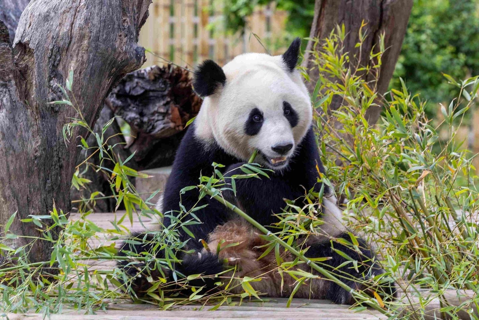 Jin Xi y Zhu Yu, los nuevos pandas del Zoo de Madrid, son presentados en sociedad