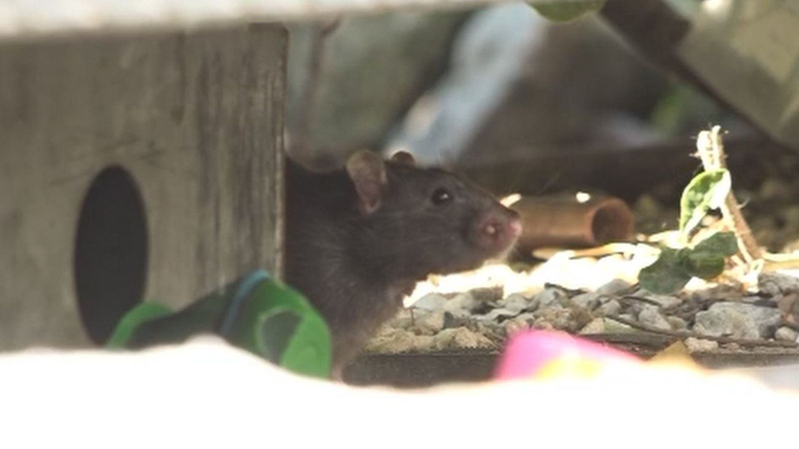 ¿El fin de la invasión de ratas en Alcorcón?