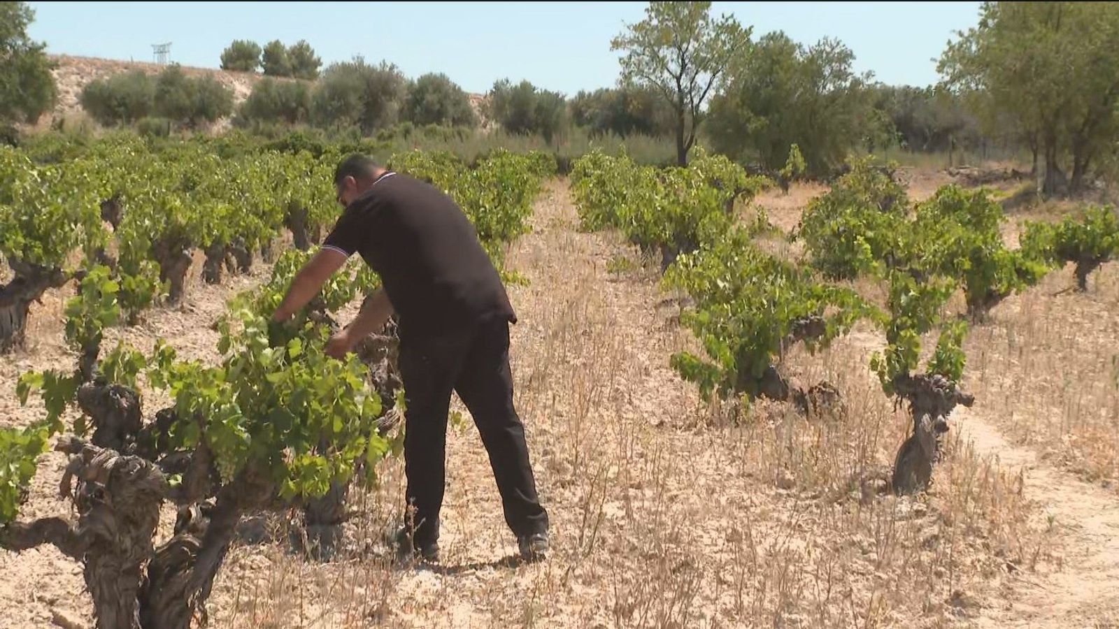Préstamos agrícolas: solución o 'trampa' para el sector