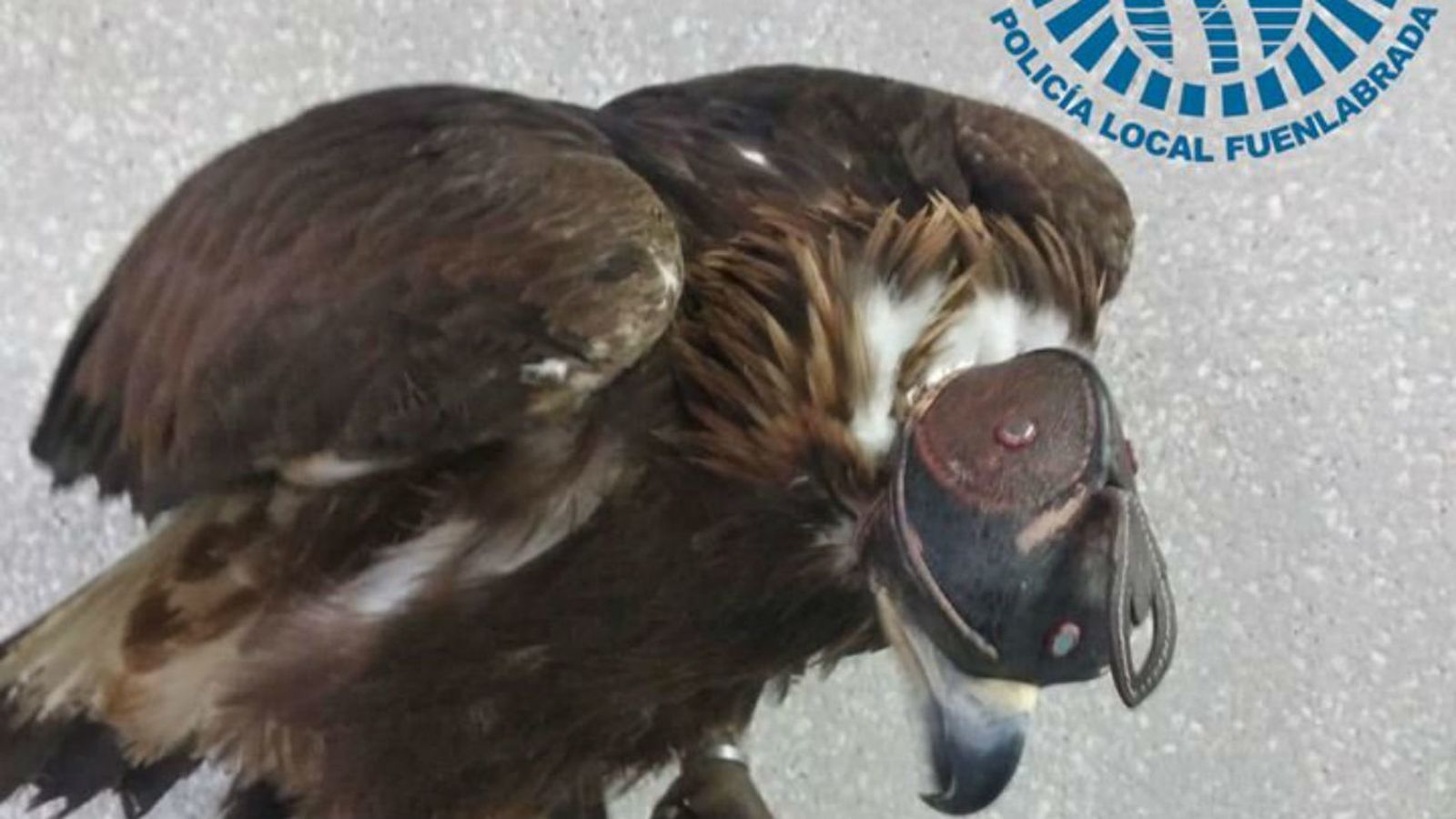 Águila real