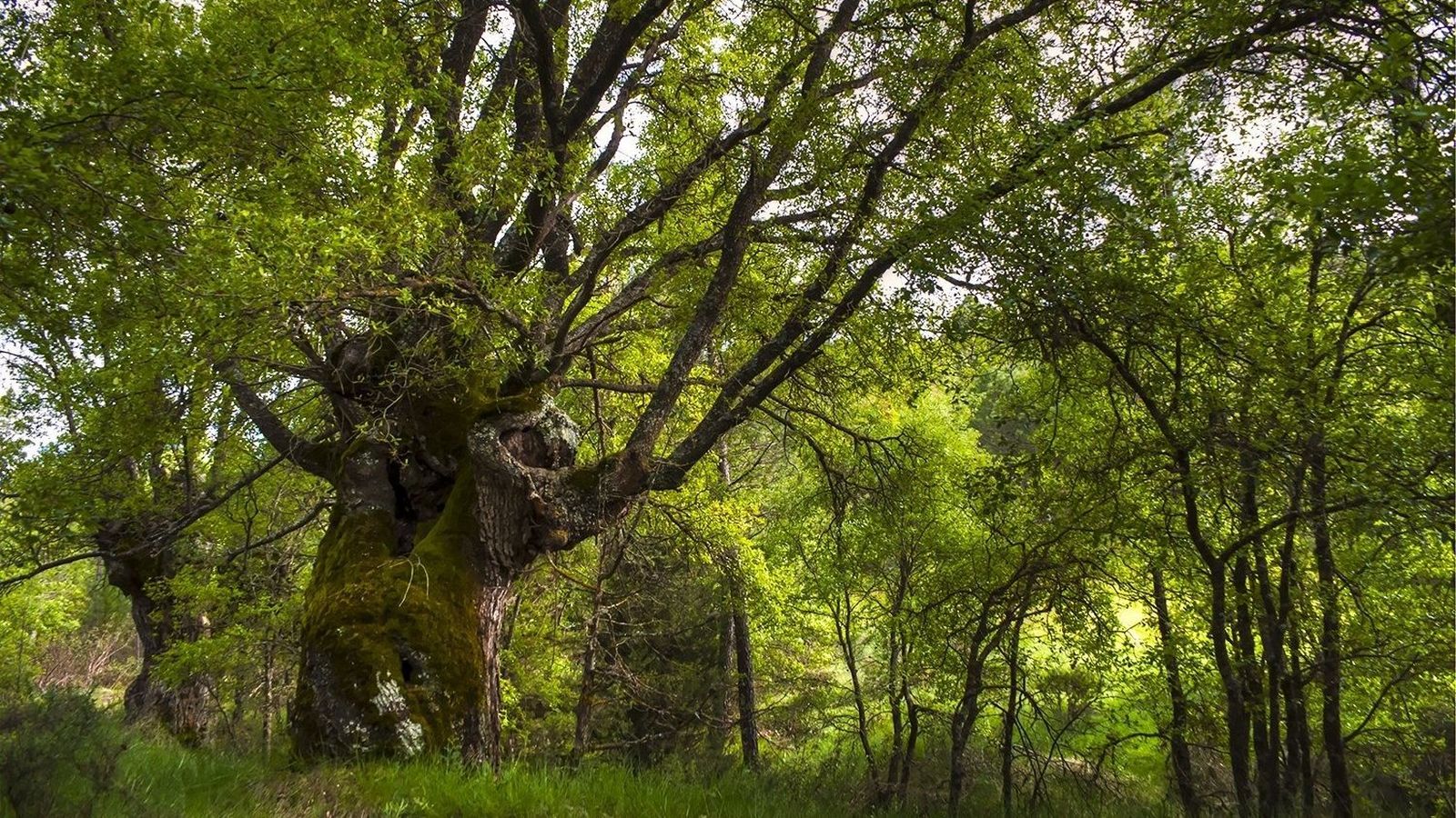 Bosque de quejigos, Aragón