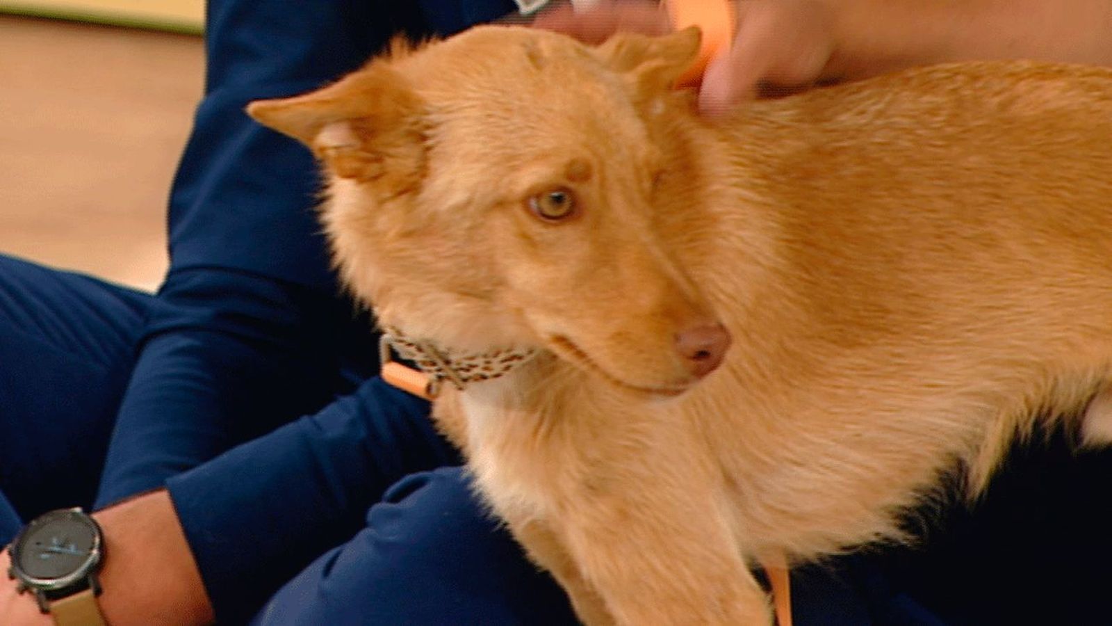 ¿Pueden las mascotas transmitir el coronavirus a los humanos? "Los dueños pueden estar tranquilos"