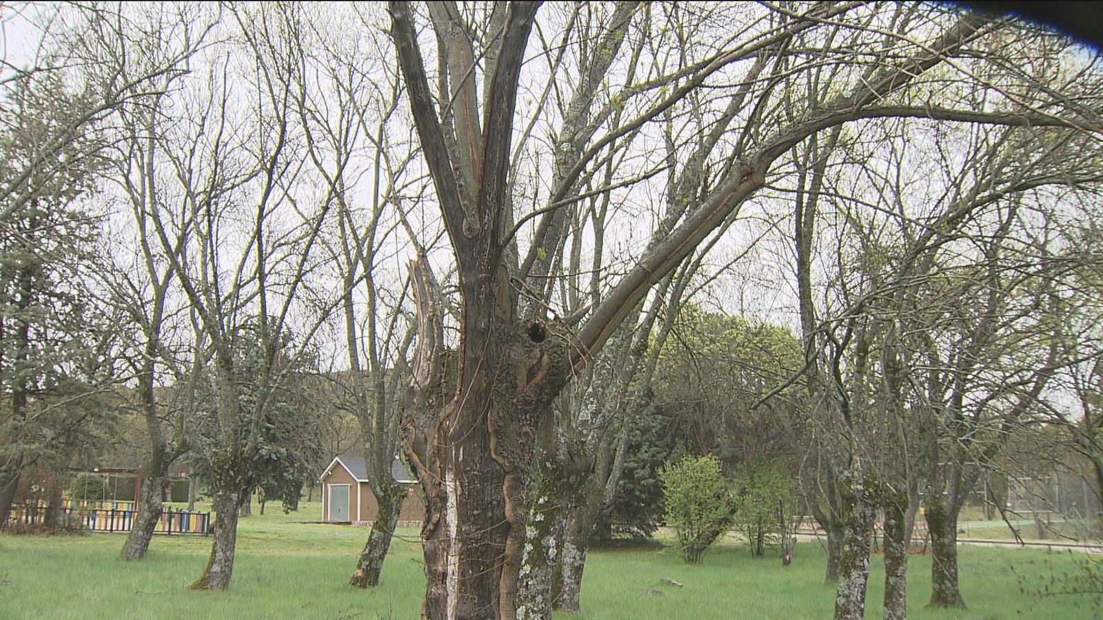 Vecinos de Guadarrama en pie de guerra por la tala de 60 árboles