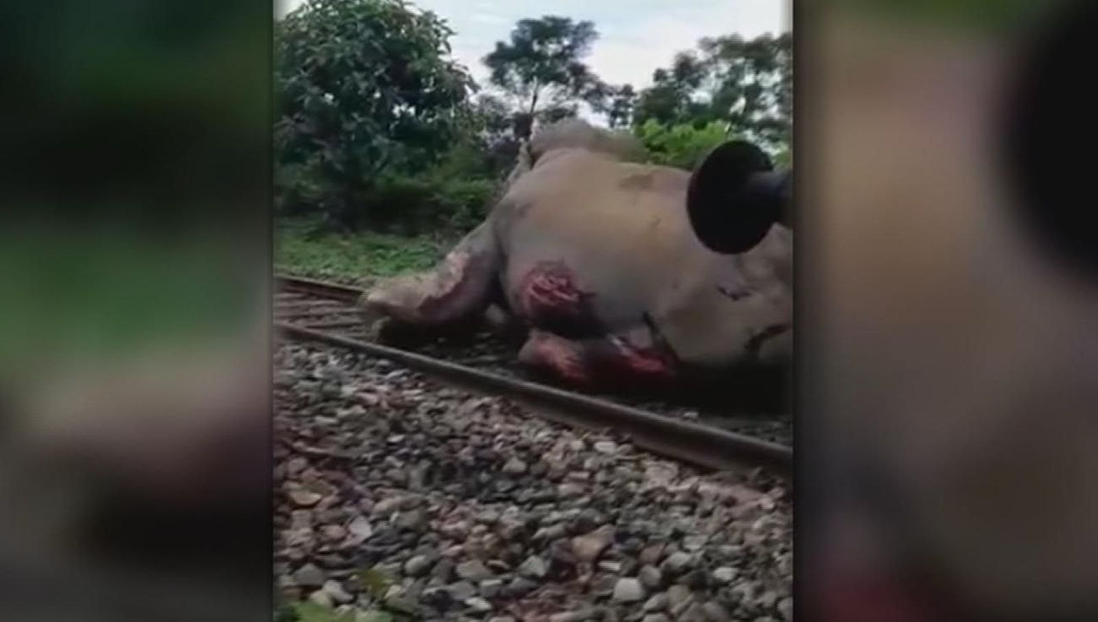 Detectores acústicos en India para frenar atropellos de elefantes en vías del tren