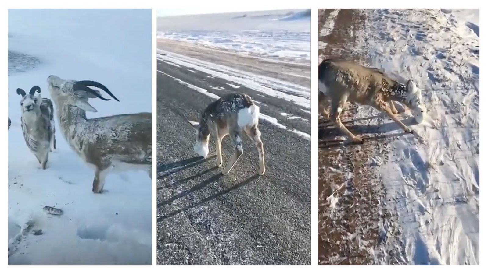 Animales congelados por el frío
