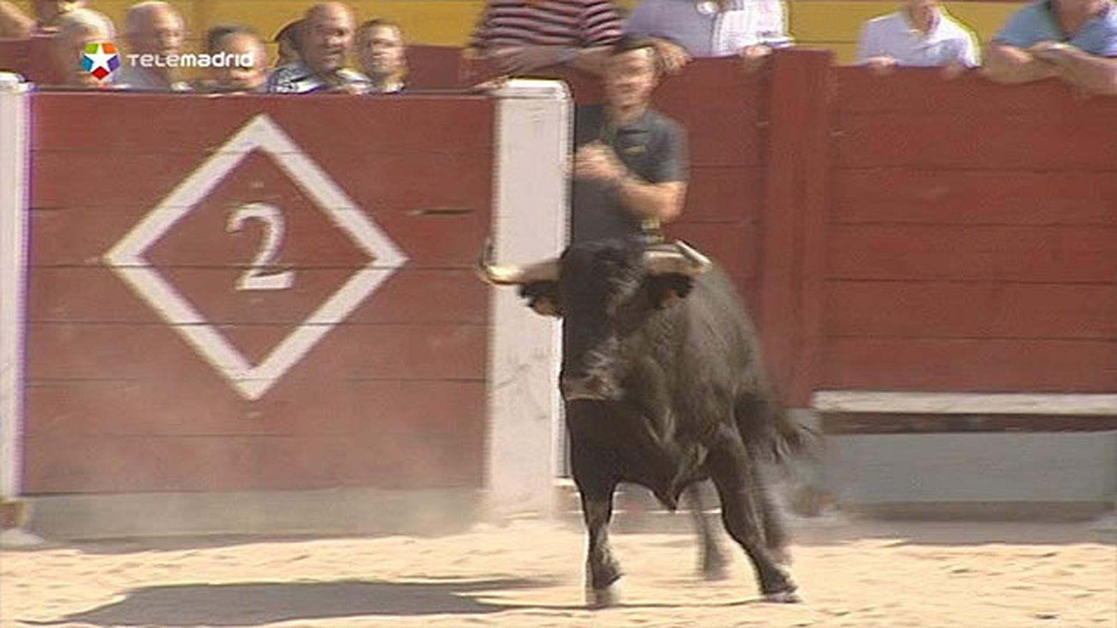 Toros