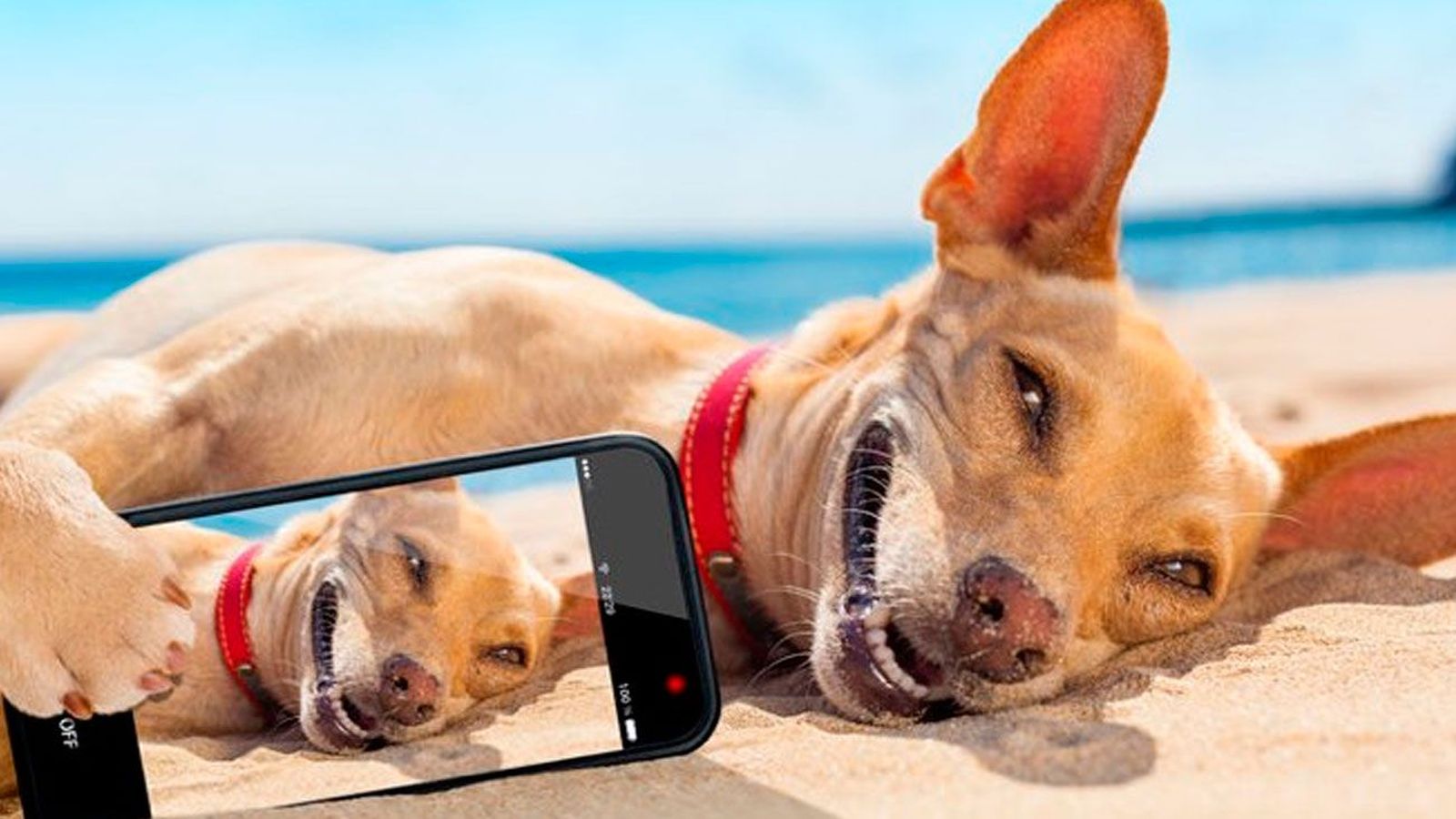 Más de 80 playas españolas aceptan mascotas además de otros lugares públicos