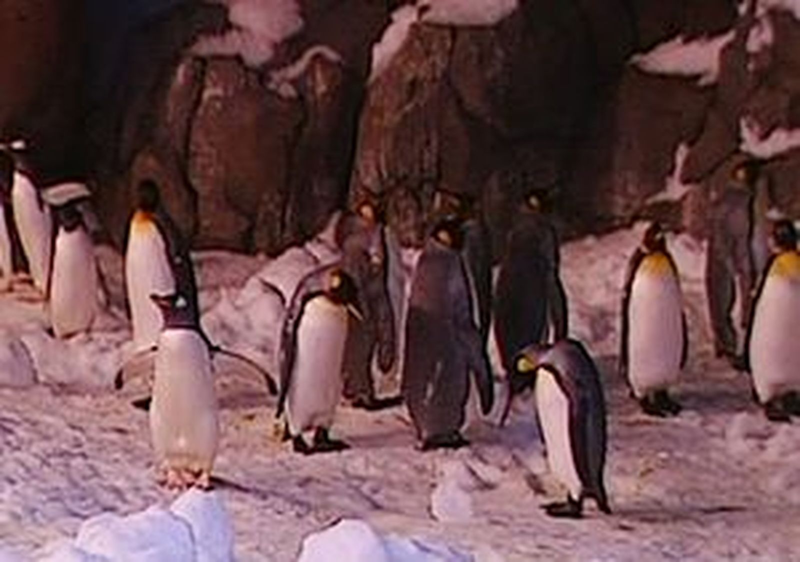 Los pingüinos de Faunia