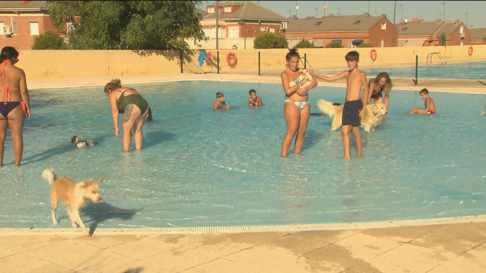 ¡Al agua perros! en la piscina municipal de Parla