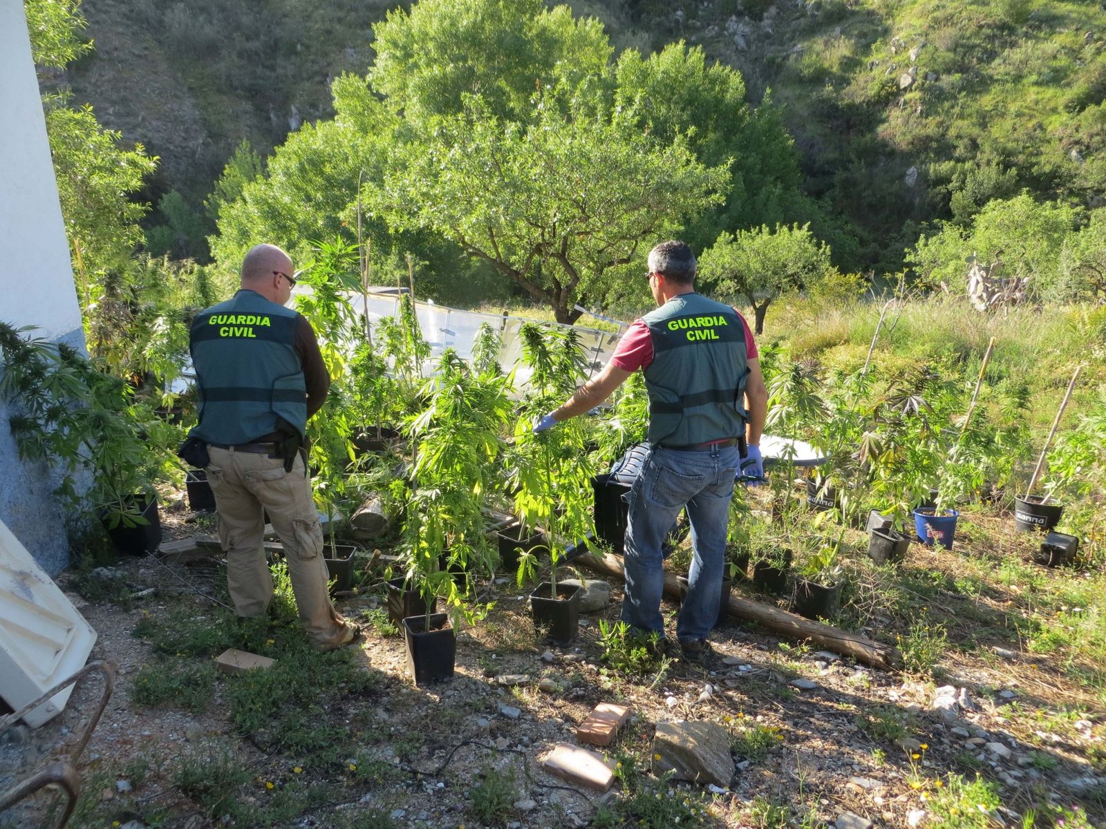 Crece el tráfico de marihuana en España