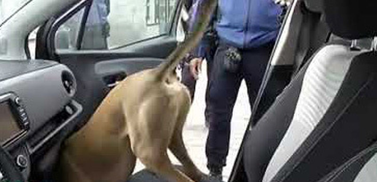 Unidad canina de la Policía Municipal de Madrid
