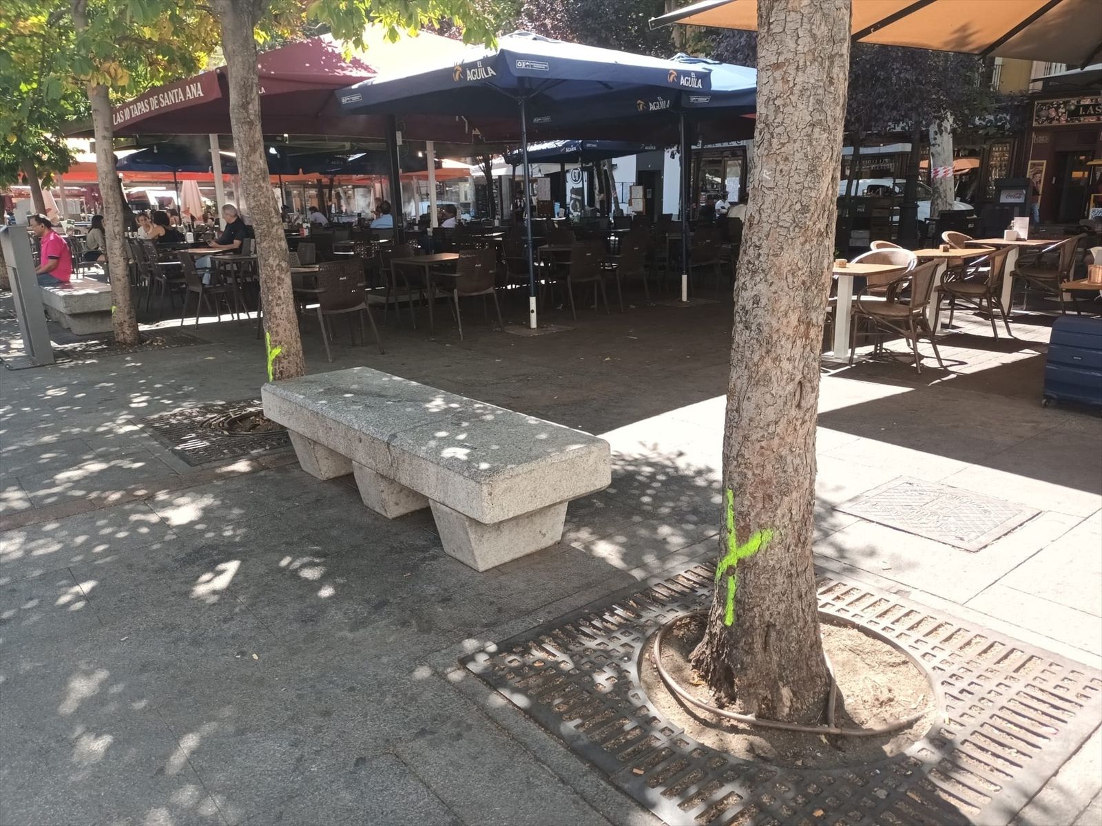 Árboles señalizados para talar en la Plaza de Santa Ana de la capital