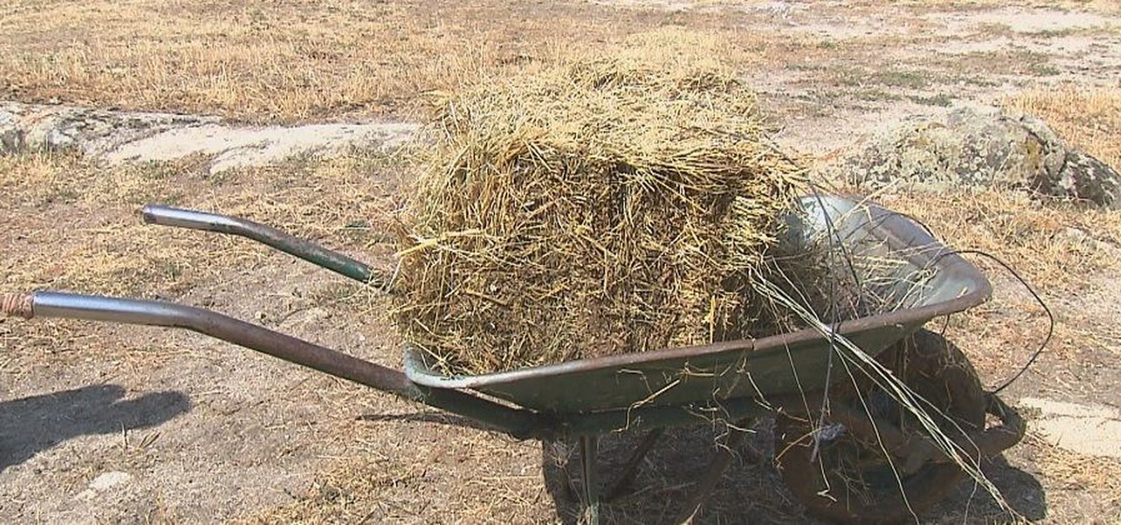 Ganaderos de Guadarrama ceden sus pastos a sus compañeros de Ávila afectados por el incendio
