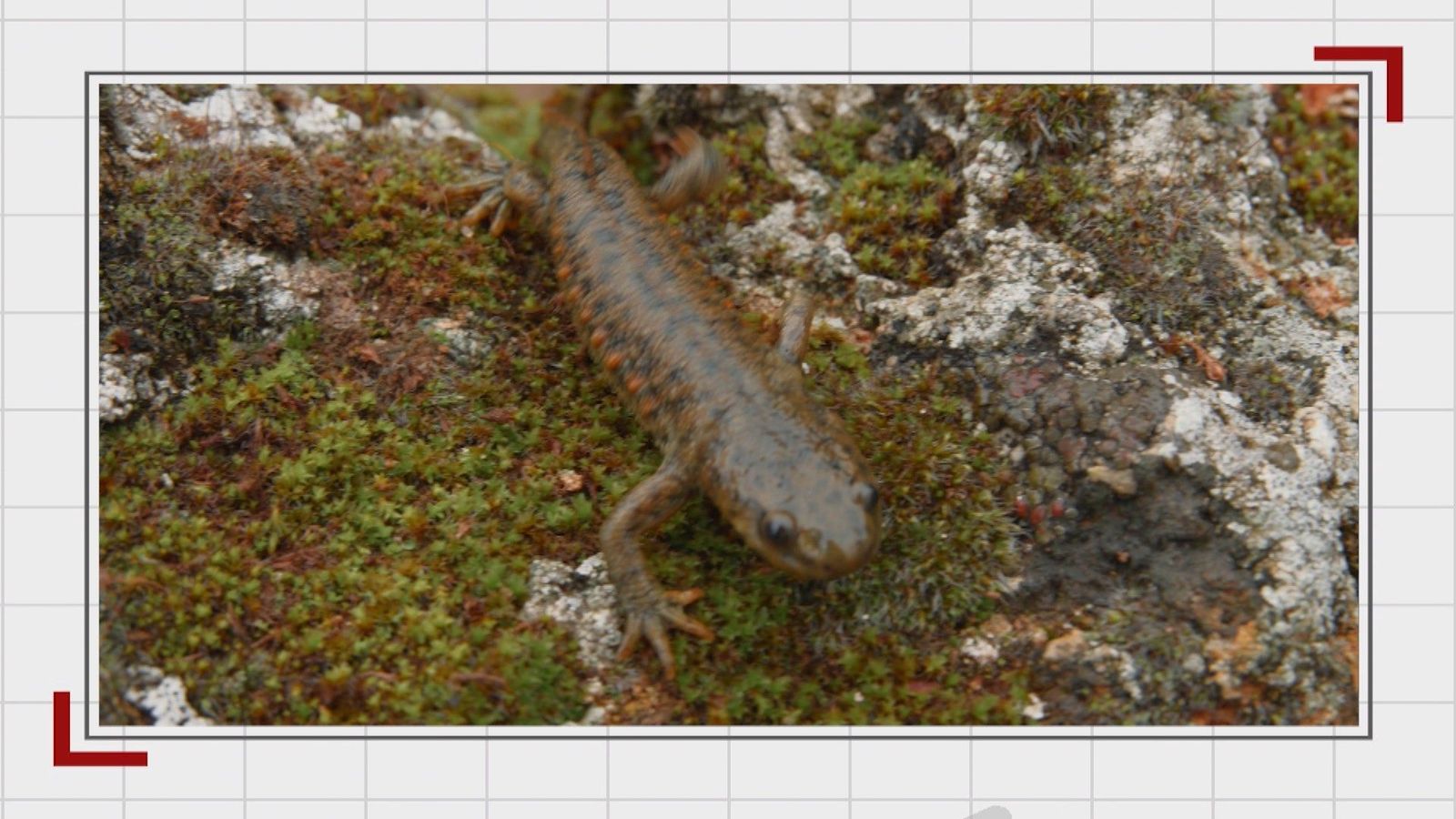 El gallipato, una especie única en Pedrezuela