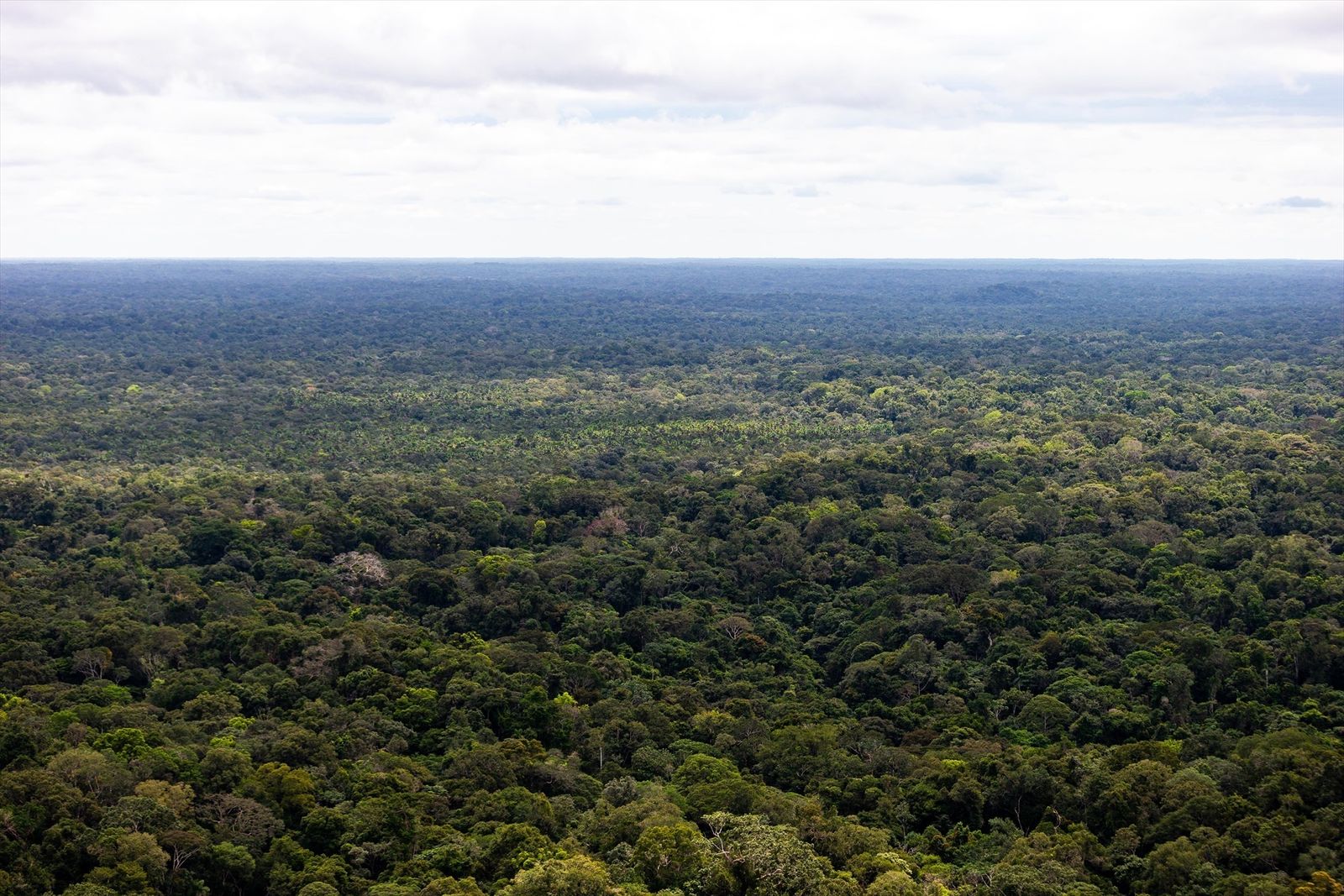 Selva de Colombia