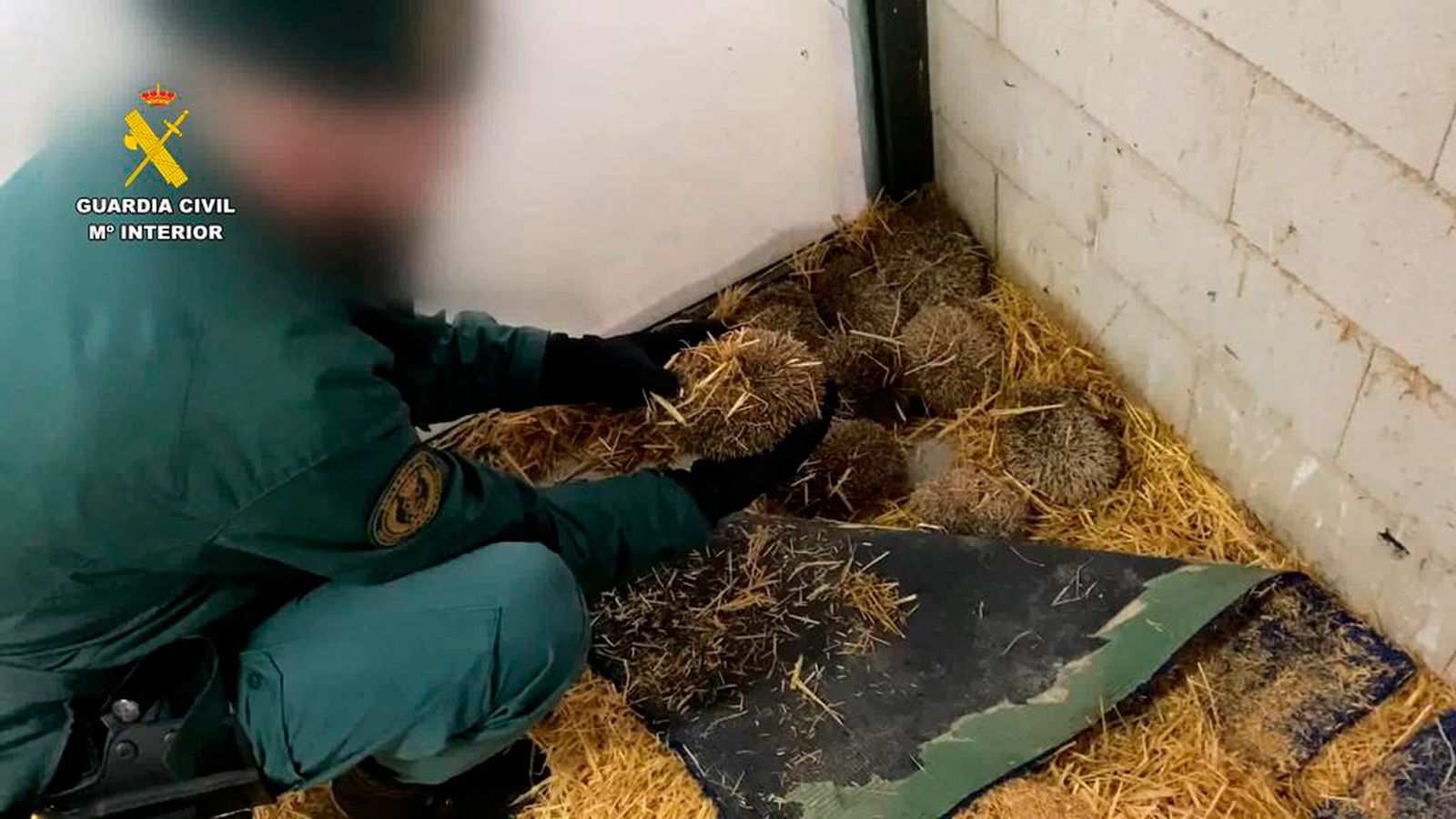 Erizos incautados por la Guardia Civil