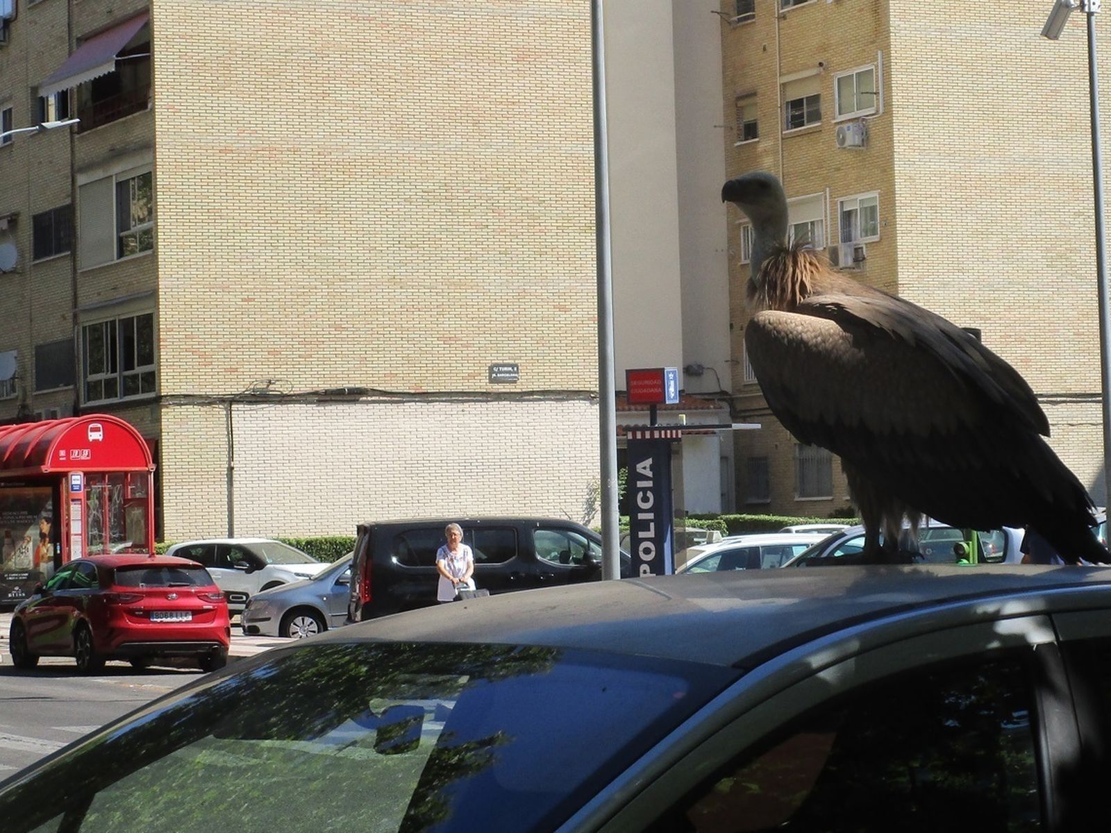 Rescate de un buitre en Torrejón